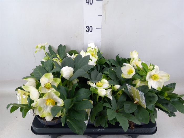 <h4>Helleborus niger 'Advent Star'</h4>