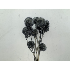 Pres Scabiosa 10pc Grey Bunch