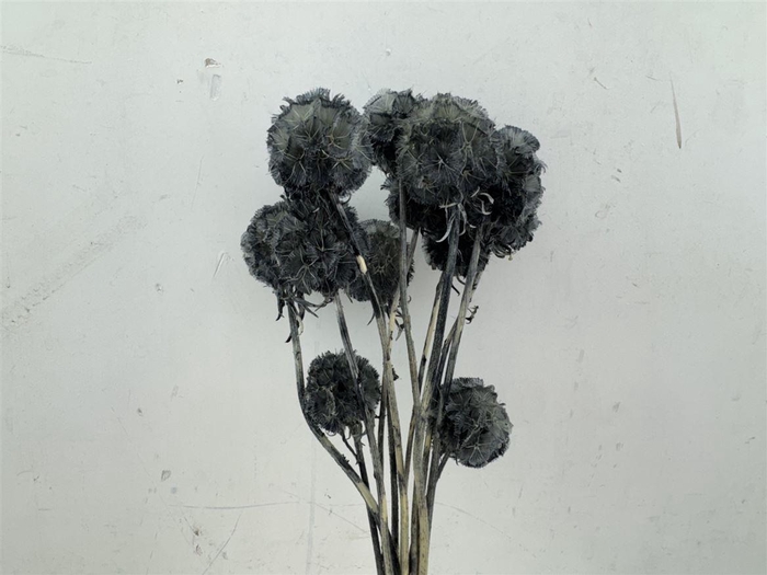 <h4>Pres Scabiosa 10pc Grey Bunch</h4>