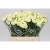 Ranunculus Clooney Comedia Super