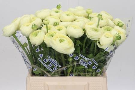 Ranunculus Clooney Comedia Super