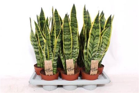 <h4>Sansevieria Laurentii</h4>