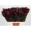Leucadendron Saf Sunset Dark R.