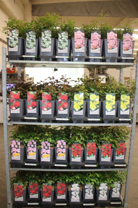 <h4>Rosa Tuin Klim Mixtrolley</h4>