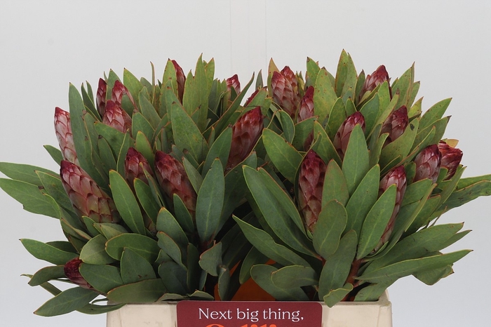 <h4>PROTEA ROBIJN</h4>