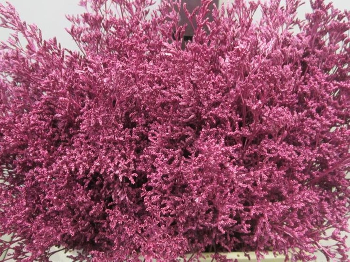 <h4>Lim G Metallic Fuchsia</h4>