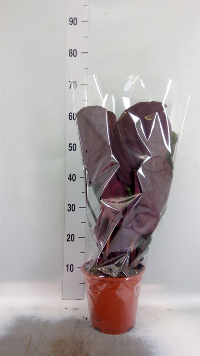 <h4>Calathea  'Medallion'</h4>