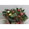 ANTHURIUM VARIADO P09