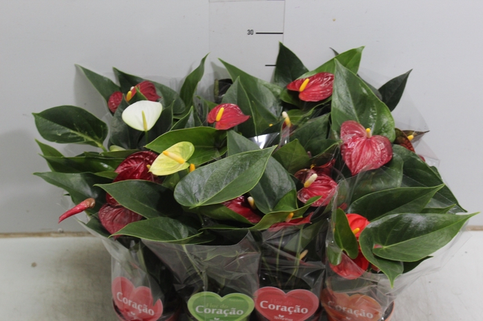 ANTHURIUM VARIADO P09
