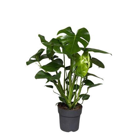 Monstera Deliciosa