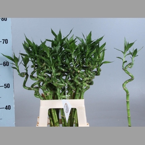 DRAC LUCKY BAMBOO