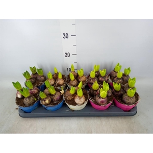 Hyacinthus orie.   ...mix 3