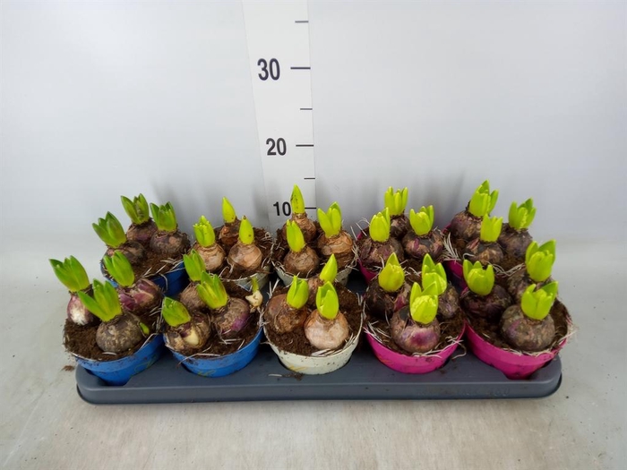 <h4>Hyacinthus orie. ...mix 3</h4>