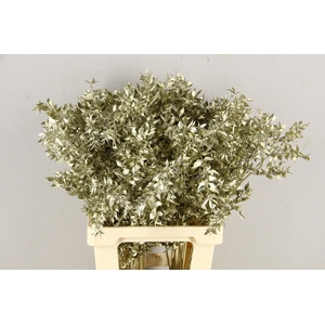 DF Ruscus 70cm Bs Platinum