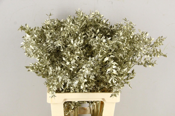 <h4>DF Ruscus 70cm Bs Platinum</h4>