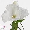 Clarkia White