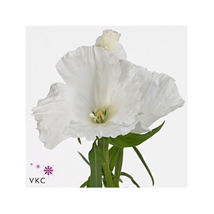 Clarkia Grace White