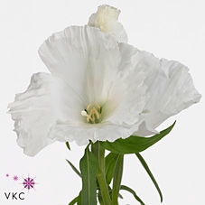<h4>Clarkia Grace White</h4>