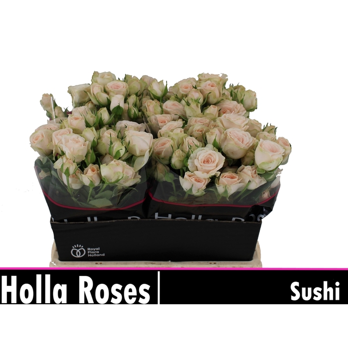 <h4>Sushi</h4>