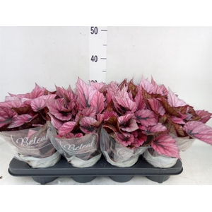 Begonia BD 'Beleaf Indian Summer'