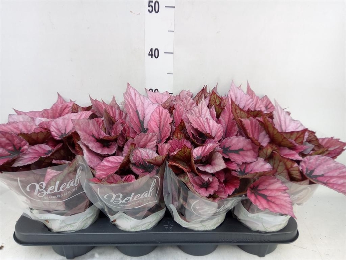 <h4>Begonia BD 'Beleaf Indian Summer'</h4>