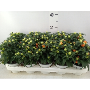 Solanum pseudocapsicum
