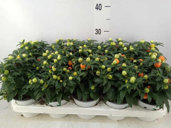 <h4>Solanum pseudocapsicum</h4>