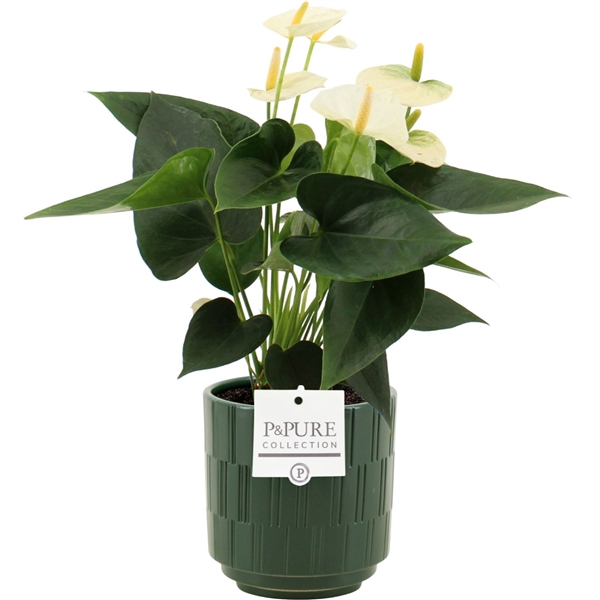 <h4>Anthurium Cocos in Pure Tess ceramics</h4>