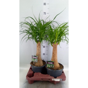 Beaucarnea recurvata