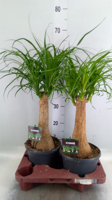 <h4>Beaucarnea recurvata</h4>