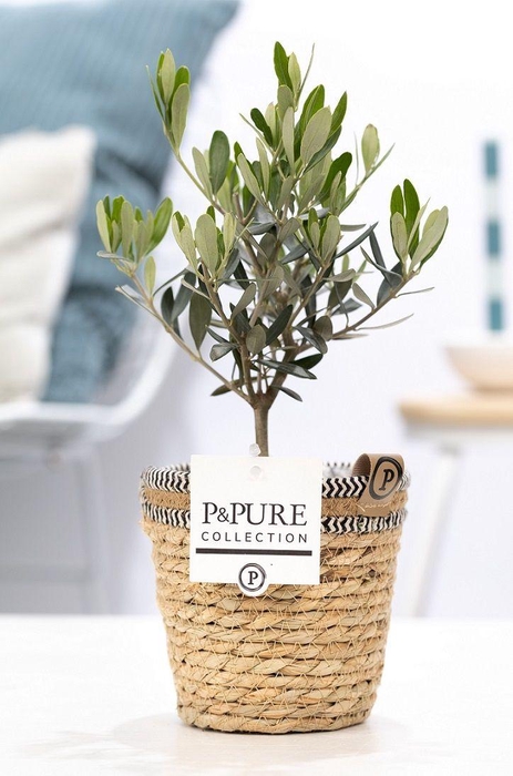 <h4>Olea Europaea in P&PURE Basket 6</h4>