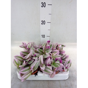 Tradescantia cerinth. 'Nanouk'
