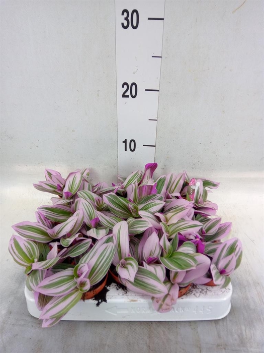 <h4>Tradescantia cerinth. 'Nanouk'</h4>