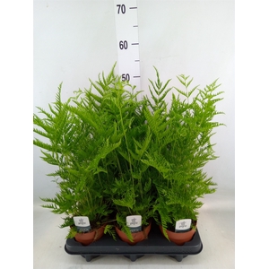 Pteris straminea