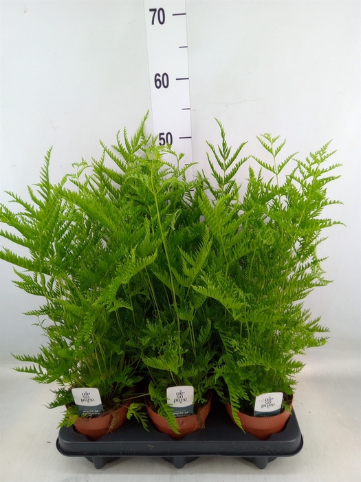 <h4>Pteris straminea</h4>