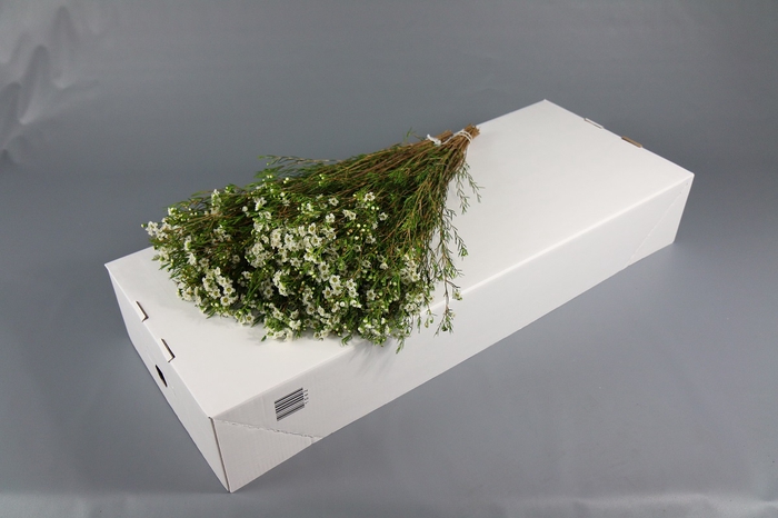 Chamelaucium Dancing Queen White