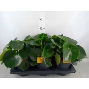Peperomia polybotrya 'Raindrop'
