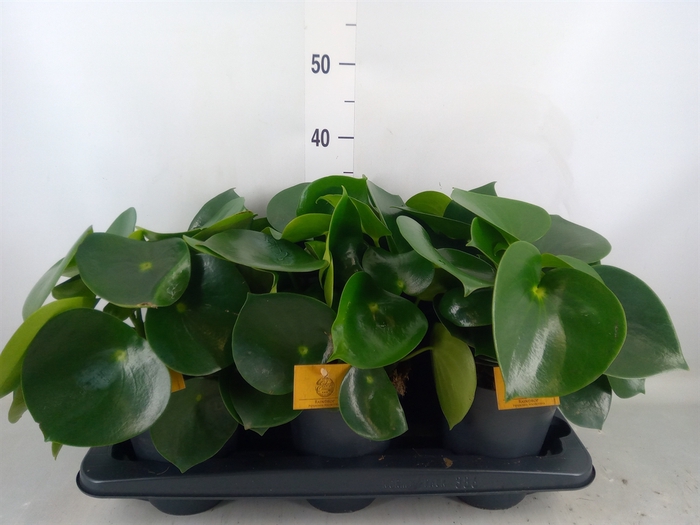 <h4>Peperomia polybotrya 'Raindrop'</h4>