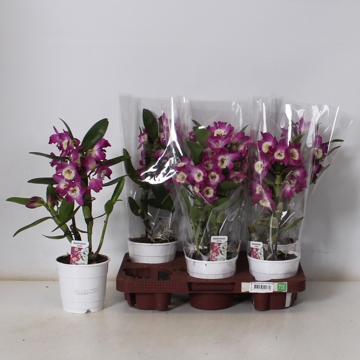 <h4>DEND NOBILE</h4>