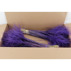 DF Stypha 60cm Bs Purple
