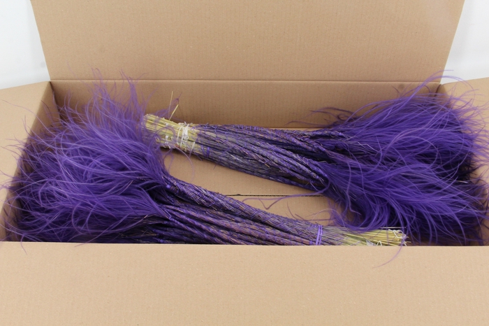 <h4>DF Stypha 60cm Bs Purple</h4>