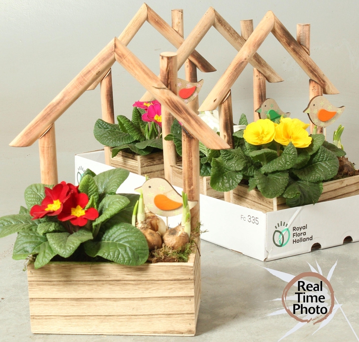 <h4>ARR TUINPLANTEN</h4>