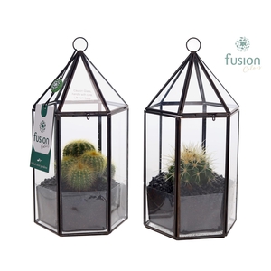 Lantaarn Geometrisch met Cactus