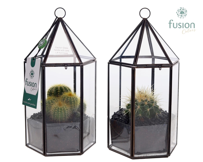 <h4>Lantaarn Geometrisch met Cactus</h4>