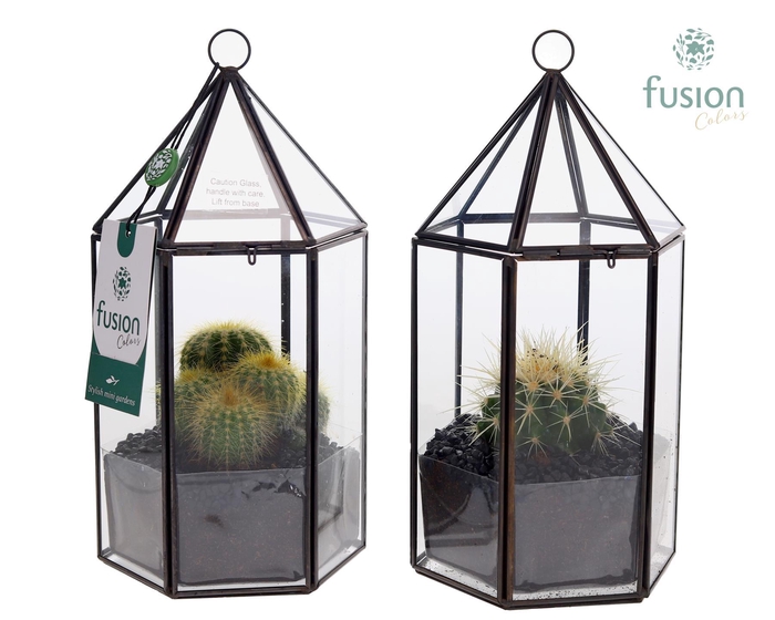 <h4>Lantaarn Geometrisch met Cactus</h4>