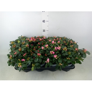 Rhododendron sim.   ...mix