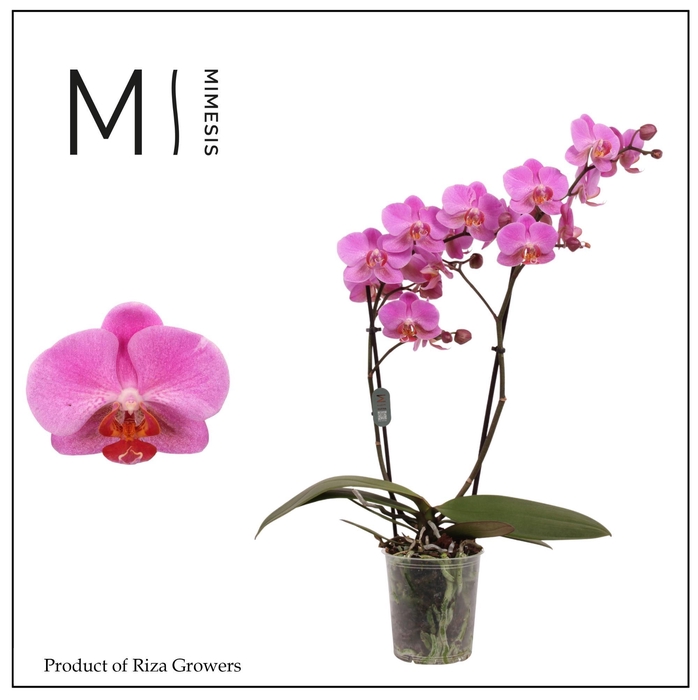 <h4>Phalaenopsis Fredrikstad 2 spike - 12cm | Mimesis</h4>