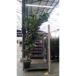Ficus lyrata