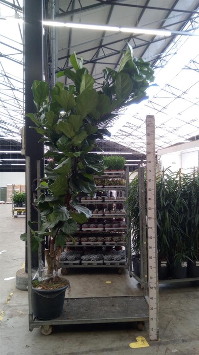 <h4>Ficus lyrata</h4>