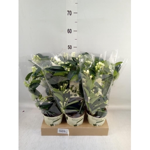 Stephanotis floribunda   ...